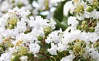 サルスベリ(白花)